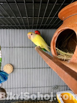 Love birds